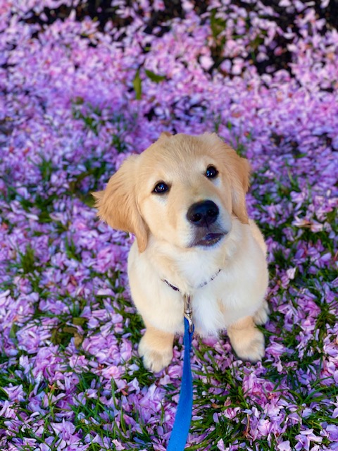 springPuppy