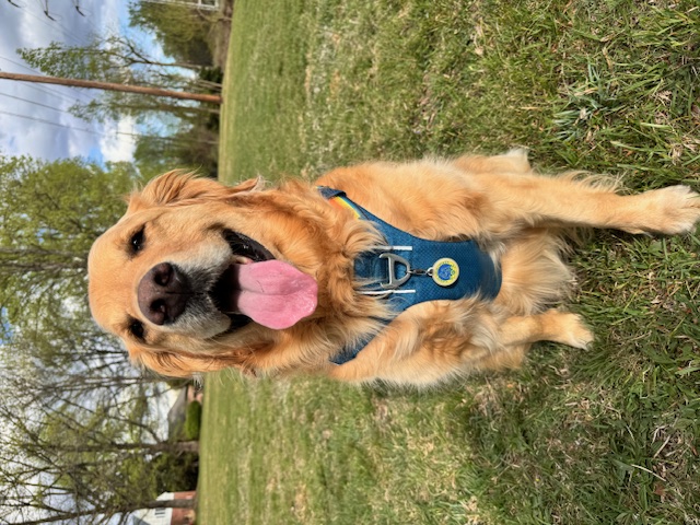 goldenretrievercool