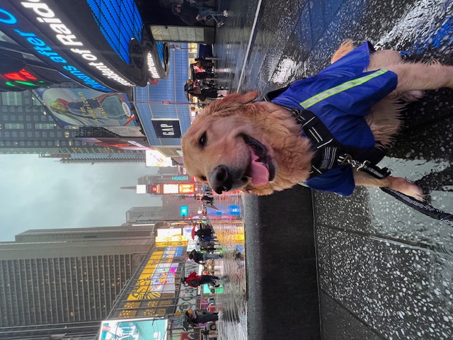 goldenretrievernewyork